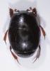 Hypocaccus rubripes